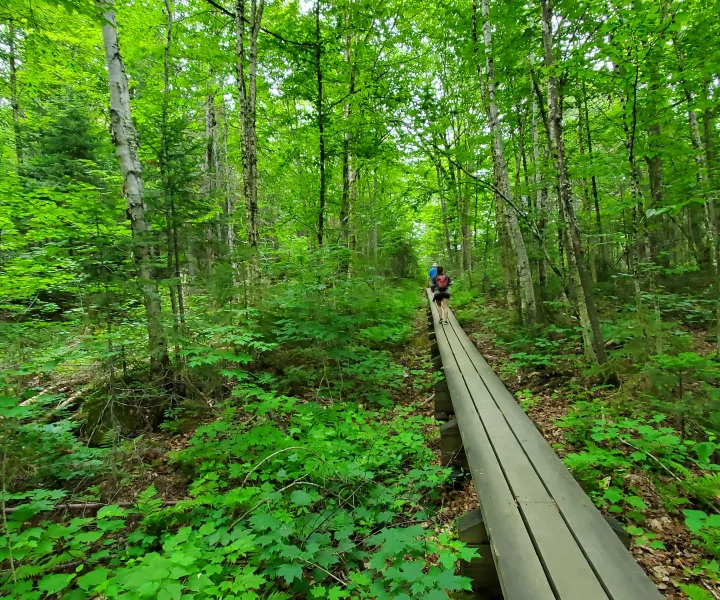 Chemin en forêt